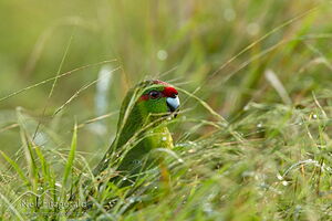 Red-crowned kakriki