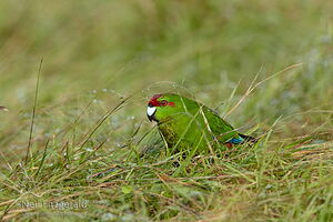 Red-crowned kakiriki