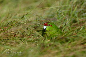 Red-crowned kakiriki