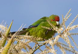 Red-crowned parakeet