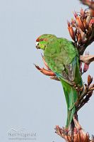 Red-crowned parakeet