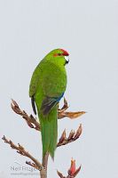 Red-crowned parakeet