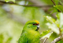 Yellow-crowned parakeet
