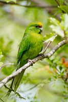 Yellow-crowned parakeet