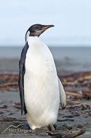 Emperor penguin