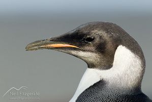 Emperor penguin