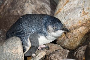 Little penguin