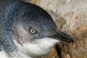 Little penguin