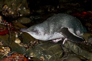 Little penguin