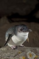 Little penguin