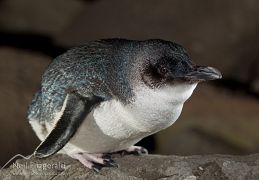 Little penguin