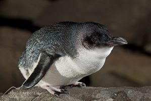 Little penguin