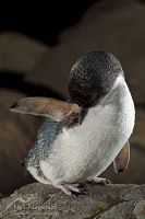 Little penguin