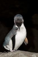 Little penguin