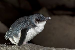 Little penguin