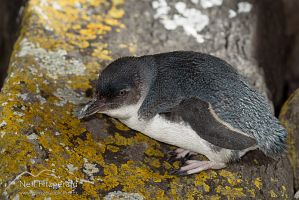 Little penguin