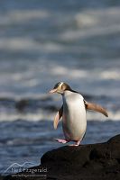 Yellow-eyed penguin