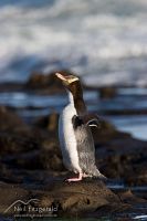 Yellow-eyed penguin