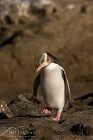 Yellow-eyed penguin