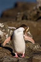 Yellow-eyed penguin