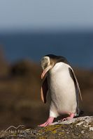 Yellow-eyed penguin