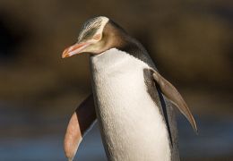Penguins