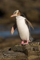 Yellow-eyed penguin