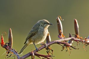 Bellbird