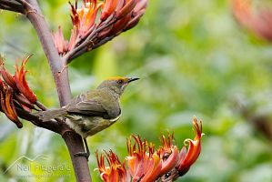 Bellbird