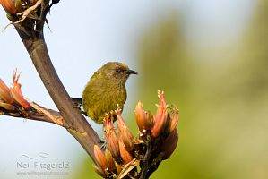 Bellbird
