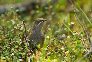 Bellbird