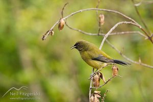 Bellbird/korimako