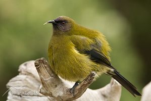 Bellbird/korimako