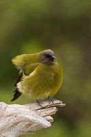 Bellbird/korimako