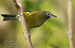 Bellbird/korimako