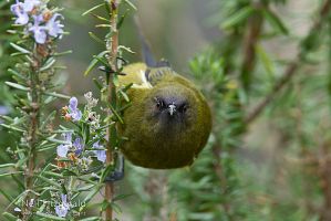 Bellbird