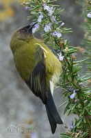Bellbird