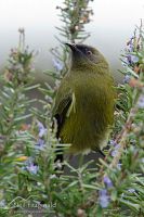 Bellbird