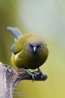 Bellbird perched on chain