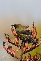 Male bellbird