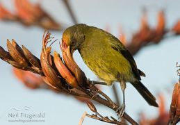 Bellbird