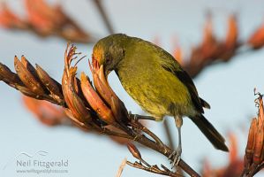 Male bellbird