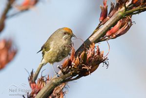 Female bellbird