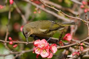 Bellbird