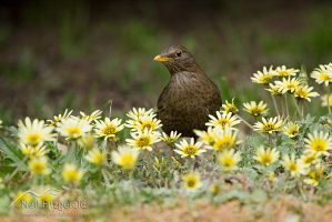 Blackbird
