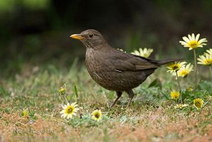 Blackbird