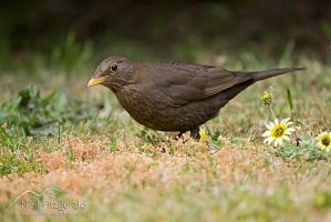 Blackbird