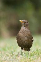 Blackbird