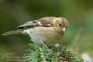 Chaffinch