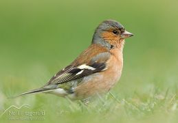 Chaffinch
